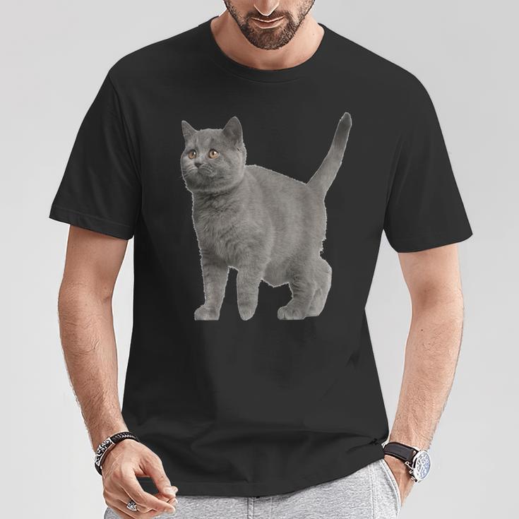 British Short Hair Cat Cat Cat Lovers T-Shirt Lustige Geschenke